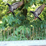 5 Stück / Set Vogelabwehr 50cm Edelstahl Nägel Vogelabwehrspitzen SK411, 5 Stück