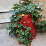 6 Taschen 26L / 7 Gallonen Vlies-Filz-Erdbeerpflanzbeutel, Größe: 30x35cm