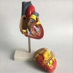 1: 1 menschliches Herz anatomisches Modell Medizinische Kardiologie Herzanatomie Lehrmodell mit Zahlenmarkierung, menschliches Herz anatomisches Modell
