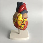 1: 1 menschliches Herz anatomisches Modell Medizinische Kardiologie Herzanatomie Lehrmodell mit Zahlenmarkierung, menschliches Herz anatomisches Modell