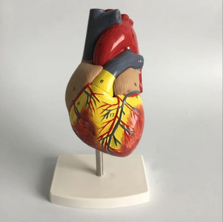 1: 1 menschliches Herz anatomisches Modell Medizinische Kardiologie Herzanatomie Lehrmodell mit Zahlenmarkierung, menschliches Herz anatomisches Modell