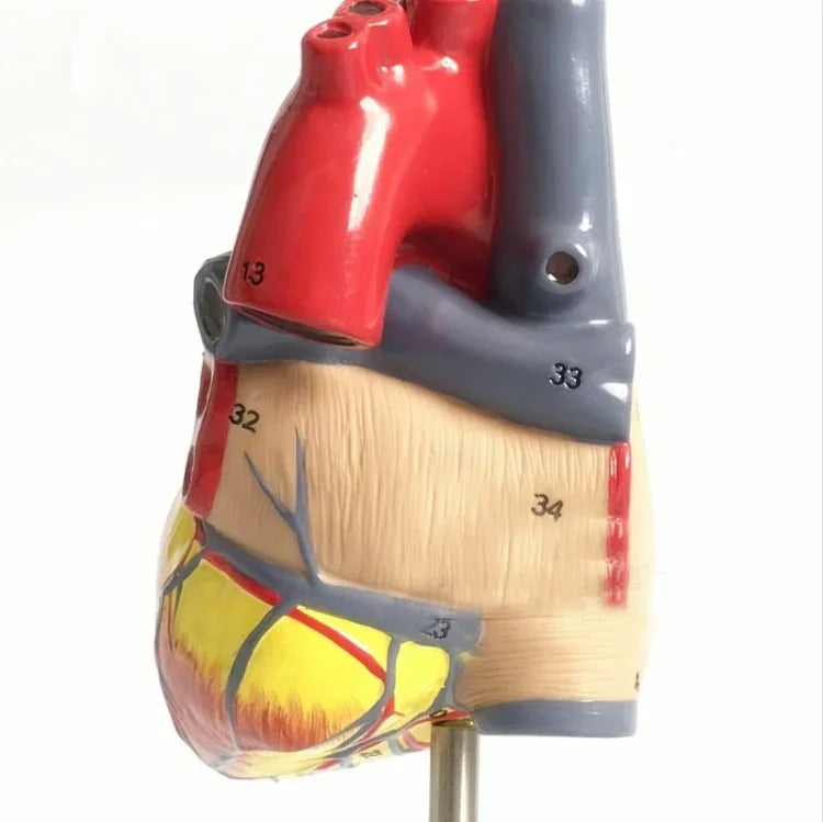 1: 1 menschliches Herz anatomisches Modell Medizinische Kardiologie Herzanatomie Lehrmodell mit Zahlenmarkierung, menschliches Herz anatomisches Modell