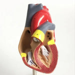 1: 1 menschliches Herz anatomisches Modell Medizinische Kardiologie Herzanatomie Lehrmodell mit Zahlenmarkierung, menschliches Herz anatomisches Modell