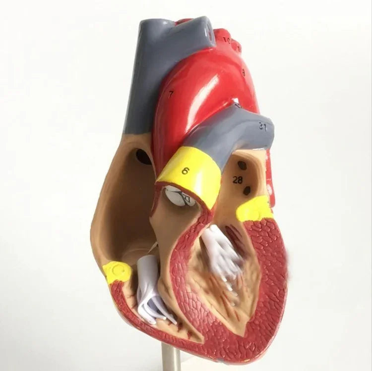 1: 1 menschliches Herz anatomisches Modell Medizinische Kardiologie Herzanatomie Lehrmodell mit Zahlenmarkierung, menschliches Herz anatomisches Modell