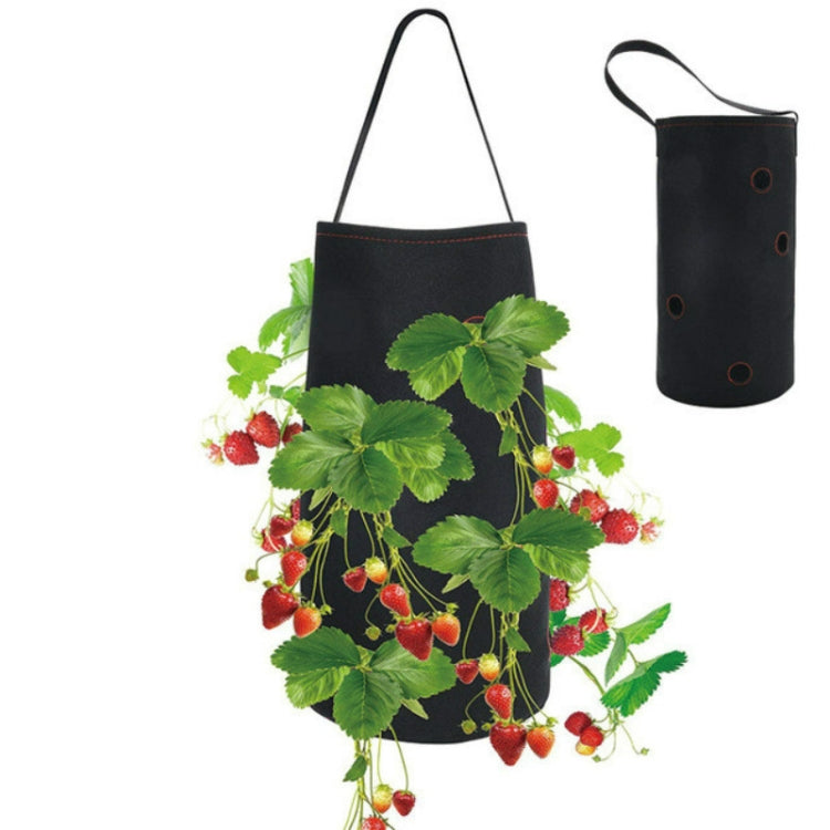 Filz-Hängeerdbeere, wurzelnackte Pflanze, Vlies-Pflanztasche, 50 x 30 x 25 cm