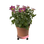 Universal runder Rollen-Pflanzentablett Leicht beweglicher Blumentopfuntersetzer Gartenplatte Kunststoffständer