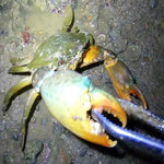 Krabbenschere Schlammschere Meereswerkzeug, 30cm gerade Zange, 38cm gerade Zange, 38cm gebogene Zange, 53cm gerade Zange, 53cm gebogene Zange