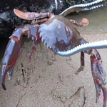Krabbenschere Schlammschere Meereswerkzeug, 30cm gerade Zange, 38cm gerade Zange, 38cm gebogene Zange, 53cm gerade Zange, 53cm gebogene Zange