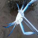 Krabbenschere Schlammschere Meereswerkzeug, 30cm gerade Zange, 38cm gerade Zange, 38cm gebogene Zange, 53cm gerade Zange, 53cm gebogene Zange