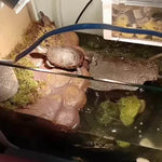 Große Wasserschildkröte Sonnenterrasse Schwimmende Insel Kalziumergänzung Sonnenrücken Kletterplattform, Groß