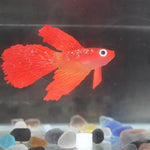 Nachtlicht Simulation Aquarium Dekorationen Umweltfreundliches Silikon Bunte Fische, 1 Roter Betta, 2 Brauner Betta, 3 Blauer Betta, 4 Blauer Goldfisch, 5 Roter Goldfisch, 6 Brauner Goldfisch