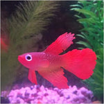 Nachtlicht Simulation Aquarium Dekorationen Umweltfreundliches Silikon Bunte Fische, 1 Roter Betta, 2 Brauner Betta, 3 Blauer Betta, 4 Blauer Goldfisch, 5 Roter Goldfisch, 6 Brauner Goldfisch