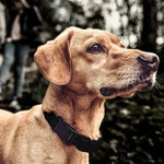 Wiederaufladbares Hundehalsband mit automatischer Bellstoppfunktion, automatische Bellstoppfunktion Schwarz, automatische Bellstoppfunktion Schwarz-Weiße Punkte
