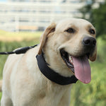 Abnehmbares Trainingshalsband mit Stoffklebeband, Größen: S 2,5 mm x 35 cm, M 3,0 mm x 50 cm, L 3,5 mm x 55 cm, XL 4,0 mm x 60 cm