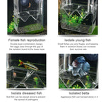 Peacock Fish Doppelschicht Transparente Zuchtisolationsbox Aquarium Zuchtbox, Klein, Groß, Extragroß