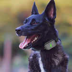 Intelligenter, wasserdichter Hundetrainer mit Elektroschockfunktion, wiederaufladbar, ferngesteuerter Bellstopper