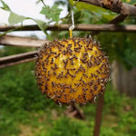 Outdoor Fruit Fly Mosquito Citrus Trap Sticky Ball, Yellow